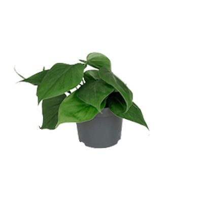 Philodendron Scandens - Pflegeleichte Zimmerpflanze mit schönem Laub - Ø12cm, Höhe 20