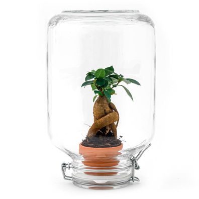 Easyplant Ficus Ginseng Bonsai - Pflegeleichte Zimmerpflanze in praktischem Einmachgl