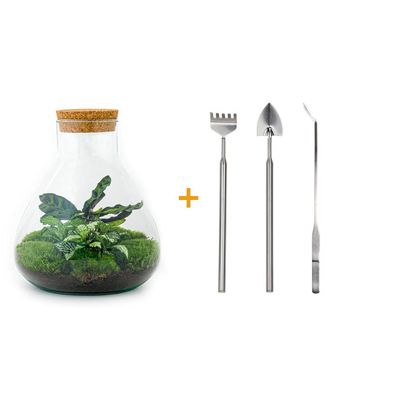 FlaschenGarten - Sammie Set für Calathea & Co. - Selbstpflege