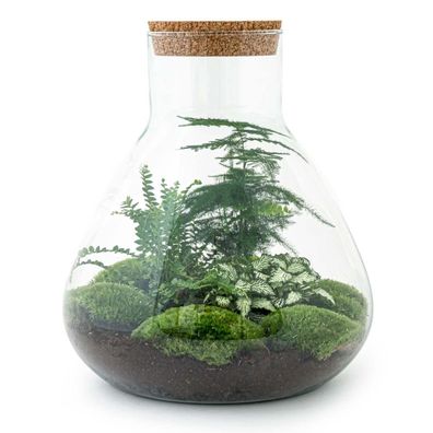 Flaschengarten Sam XL 35 cm Hoch - Do-It-Yourself Terrarium für jedes Zuhause und Bür