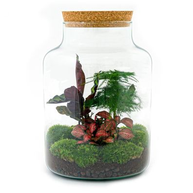 Flaschengarten Milky - DIY Terrarium Set, 30 cm hoch, autarkes Biotop für Wohnung und