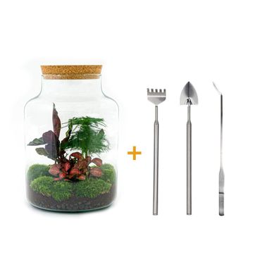 Flaschengarten Milky - 30 cm hoch - DIY Terrarium Set mit Rake, Schaufel und Pinzette