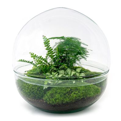 Flaschengarten DIY Set Dome XL - Selbstgemachtes Mini-Ökosystem für Pflanzen - Ø 30 c