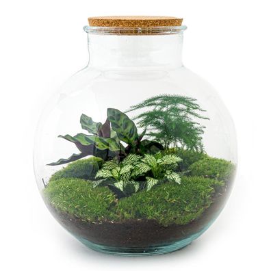 Flaschengarten Bolder Bob - DIY Terrarium Set - 30 cm hoch für endloses Grün im Zuhau