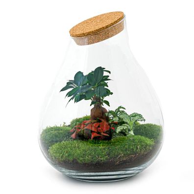 Flaschengarten Drop XL - Do-It-Yourself Terrarium mit Kork - Höhe 37 cm für Ihre Wohn