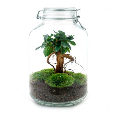 Do-It-Yourself Flaschengarten Set mit Ficus Ginseng Bonsai - 28 cm hoch für jedes Zuh