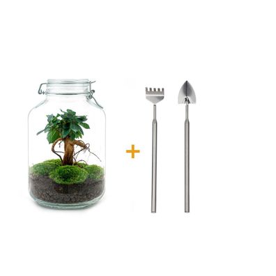 Flaschengarten DIY Set mit Ficus Ginseng Bonsai (28 cm) - Ideal für Ihr Zuhause oder