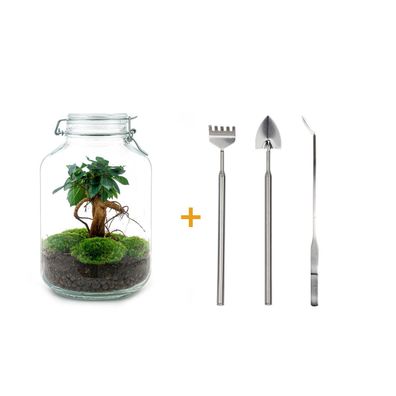 Flaschengarten-Set mit Ficus Ginseng Bonsai, Höhe 28 cm, inklusive Rake, Schaufel und