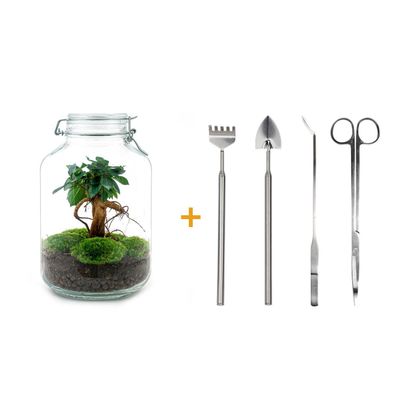 Flaschengarten DIY Set - Ficus Ginseng Bonsai 28 cm mit Werkzeugen für Ihr Mini-Ökosy