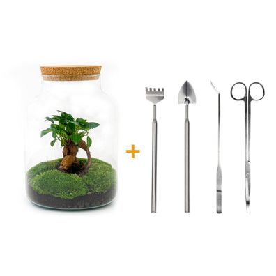 Flaschengarten DIY Set - Milky mit Ficus Ginseng Bonsai und Zubehör - Höhe 30 cm - Pf