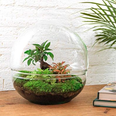 Flaschengarten Dome XL mit Ficus Ginseng Bonsai – DIY Set für Ihr Mini-Ökosystem – Ø