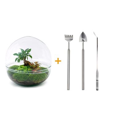 Flaschengarten Set Dome XL mit Ficus Ginseng Bonsai - 30 cm Höhe, Rake & Schaufel im