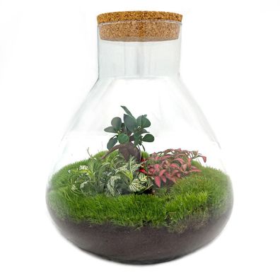 Flaschengarten Set - Sam XL Bonsai, 35 cm hoch - DIY Terrarium für Ihr Zuhause und Bü