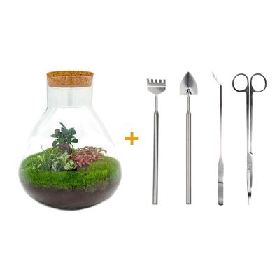 Flaschengarten DIY Set - Sam XL Bonsai Terrarium mit Rake, Shovel und Tweezer - 35 cm