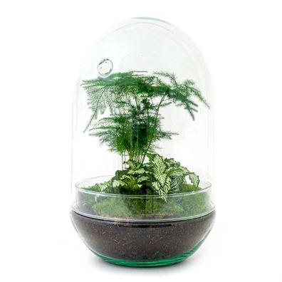 Flaschengarten DIY Set - Egg XL Terrarium mit Pflanzen und Pflegetipps für leichtes G