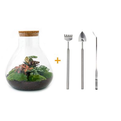 Flaschengarten Set Sam XL Rot - DIY Terrarium 35 cm hoch mit Rake, Shovel & Tweezer e