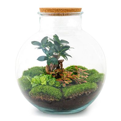 Flaschengarten Set - Bolder Bob Bonsai und Pflanzen für Ihr eigenes Mini-Ökosystem