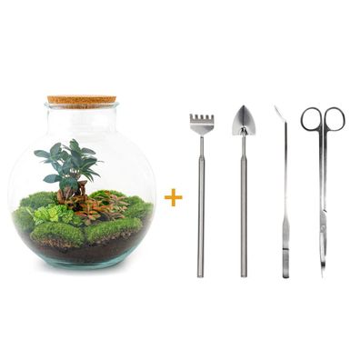 Flaschengarten Set - Bolder Bob Bonsai Terrarium - Ø 31 cm, 5 Schritte, Werkzeuge und