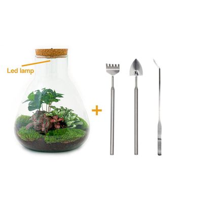 Flaschengarten Set mit LED Lampe - DIY Terrarium Kit für Pflanzen und Pflege, 30 cm h