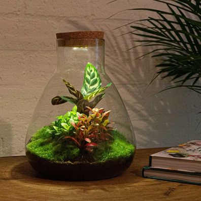 Flaschengarten-Set Sam Calathea mit LED-Beleuchtung - DIY Terrarium 30 cm groß für Ih