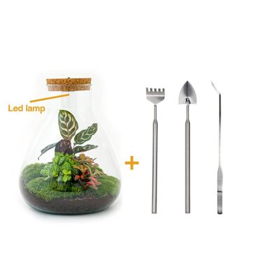 Flaschengarten Set mit Calathea Pflanze und LED Lampe – DIY Terrarium, Maße Ø 24,5 cm