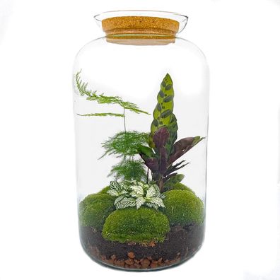 Flaschengarten Set - Botanisches Terrarium Sven XL mit Rake, Schaufel und Pinzette