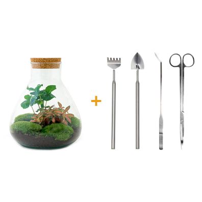 Flaschengarten Set - DIY Terrarium mit Coffea Arabica - 26 cm für glückliche Pflanzen