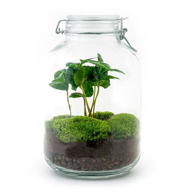 Flaschengarten-Set mit Coffea Arabica - Hochwertiges DIY-Terrarienpaket 28 cm groß