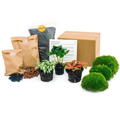 Flaschengarten Paket mit Coffea Arabica und zwei Fittonia Pflanzen für Ihr Zuhause