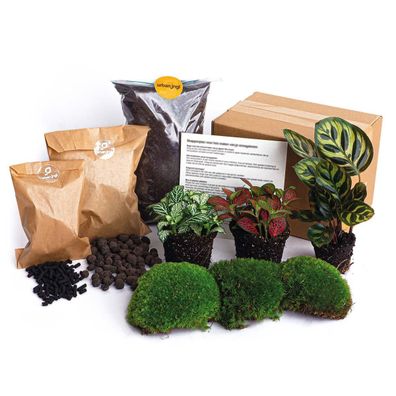 Flaschengarten Paket mit Calathea Makoyana und Fittonia - Ideal für Ihr eigenes Terra