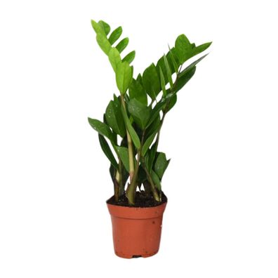 Zamioculcas Zamiifolia - Ø12cm, Höhe 40cm - Pflegeleichte Zimmerpflanze mit glänzende