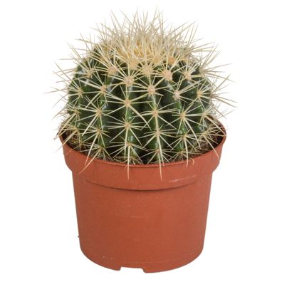 Echinocactus grusonii 12cm - Der zähe Kugelkaktus mit beeindruckenden gelben Stacheln