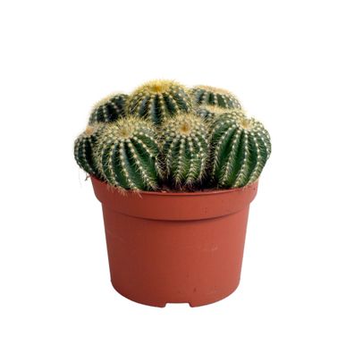 Eriocactus warasii 12cm - Hochwertiger Kaktus mit grüner Farbe und feinen gelben Stac