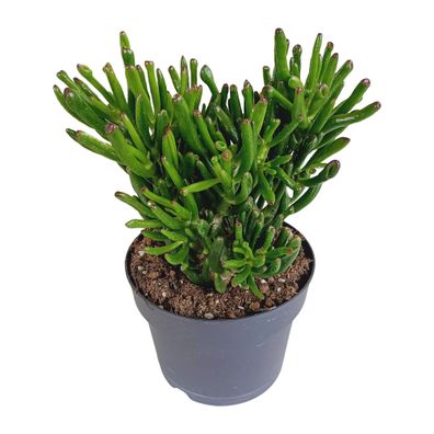 Crassula Gollum 17 cm - Hochwertige Zimmerpflanze mit leuchtend grünen Blättern für d