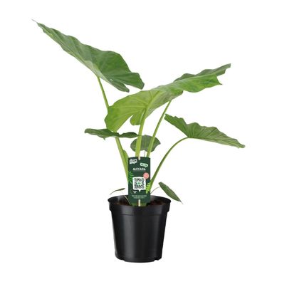 Alocasia Macrorrhiza Zimmerpflanze - Ø19cm, Höhe 70cm - Exquisite Pflanzen für Ihr Zu