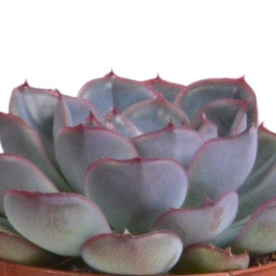 Echeveria-Mischung 8,5 cm - 3 Echeverien in hochwertigem Terrakotta-Topf für Ihr Zuha