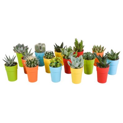 Cactus und Sukkulenten Mischung 15 Stück 5,5 cm | Bunte Pflanzen in stabilem Topf kau