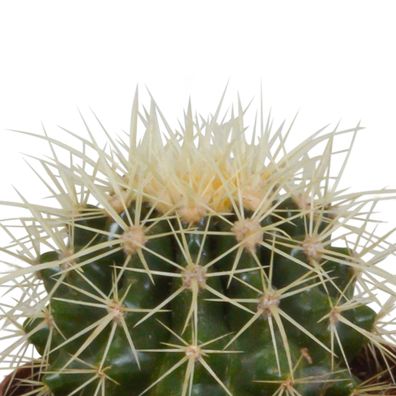 Bolcactus-Mischung 8,5 cm - Einzigartige Kaktusvielfalt in handbemaltem mexikanischen