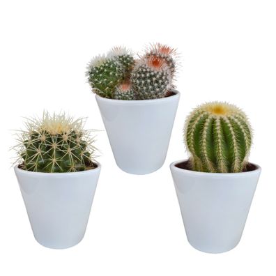 Bolcactus-Mischung 8,5 cm - tolle Auswahl an bunten Kugelkaktussen im weißen Topf, ho