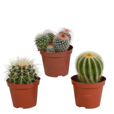 Bolcactus-Mischung 8,5 cm - 3 kugelförmige Kakteen in verschiedenen Farben und Formen