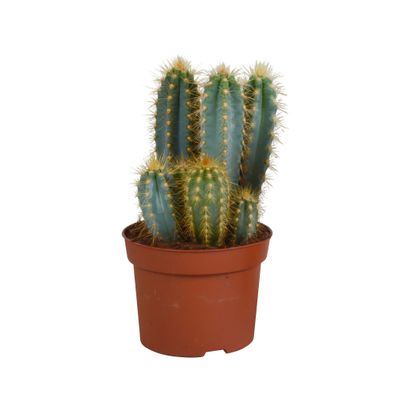 Pilosocereus azureus - 12 cm - Blaue Säulenkaktus Pflanze ohne Topf von höchster Qual