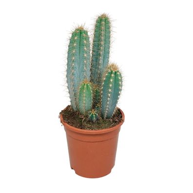 Pilosocereus azureus - 17cm Hochwertiger blaugrüner Säulenkaktus - Perfekt für jedes