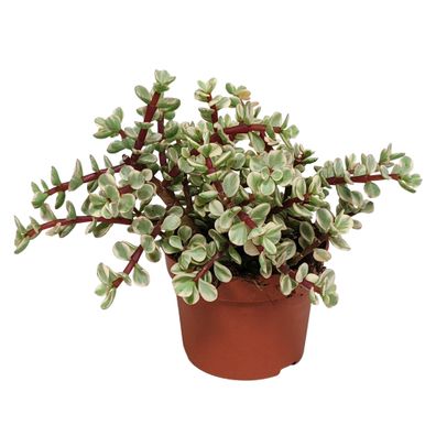 Portulacaria afra Variegata 10,5 cm - Hohe Qualität ohne Topf für Ihre Sammlung oder