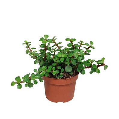 Portulacaria afra Green – Hochwertige Pflanzen ohne Topf – Ideal für Ihre Wohnung und