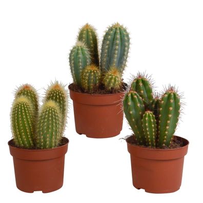 Cereus-Mischung 10,5 cm - 3x verschiedene Stab- und Säulenkakteen ohne Topf, höchste