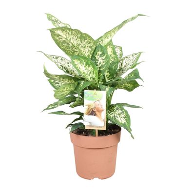 Dieffenbachia Compacta - Pflegeleichte Zimmerpflanze im Ø17cm Topf für halbschattige