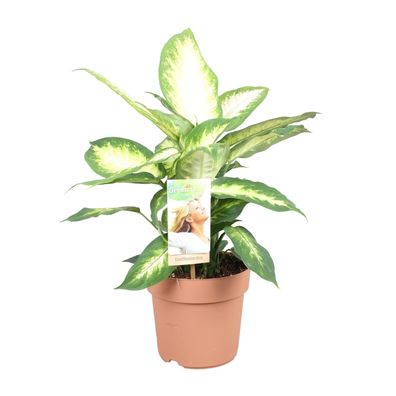 Dieffenbachia Camilla - Zimmerpflanze mit Ø17cm und Höhe 50cm - Pflegeleicht und deko