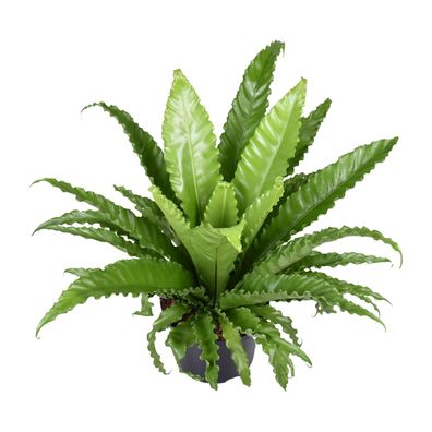 Asplenium Antiquum Osaka Zimmerpflanze - Spleenwort, 23 cm Topf, 60 cm hoch für elega