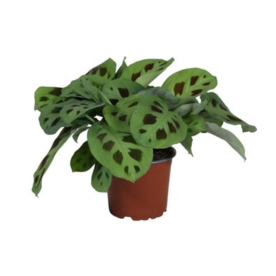 Maranta Leuconeura 'Kerchoveana' - Gebetspflanze - Ø12cm - Höhe 30cm - Pflegeleichte