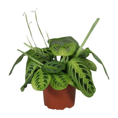 Maranta Leuconeura 'Fascinator Lemon Lime' - Pflegeleichte Zimmerpflanze - Ø12cm, Höh